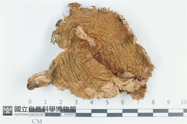 登錄號:F0038808藏品圖，第1張