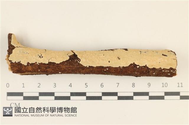 齒耳菌屬藏品圖，第1張