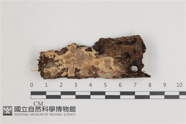 登錄號:F0035808藏品圖，第1張