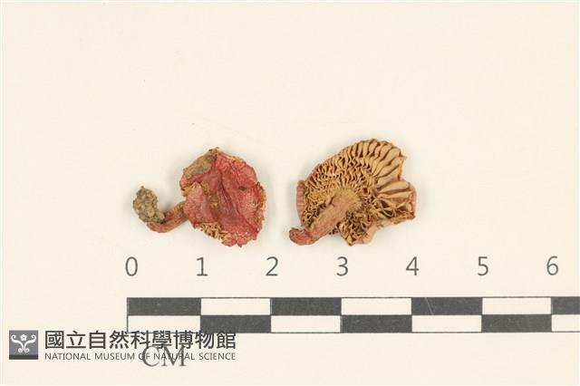 登錄號:F0036908藏品圖，第1張