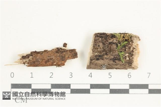 登錄號:F0038608藏品圖，第1張