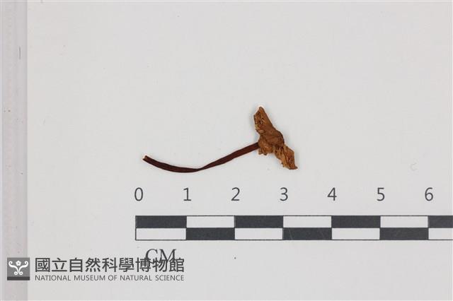 登錄號:F0036608藏品圖，第1張