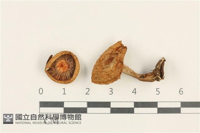 乳菇屬藏品圖，第1張