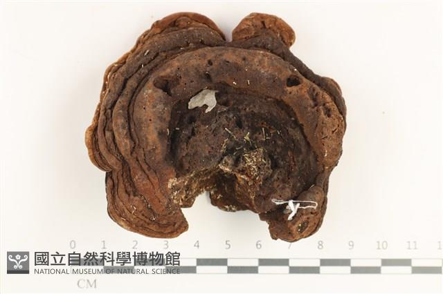 登錄號:F0038408藏品圖，第1張