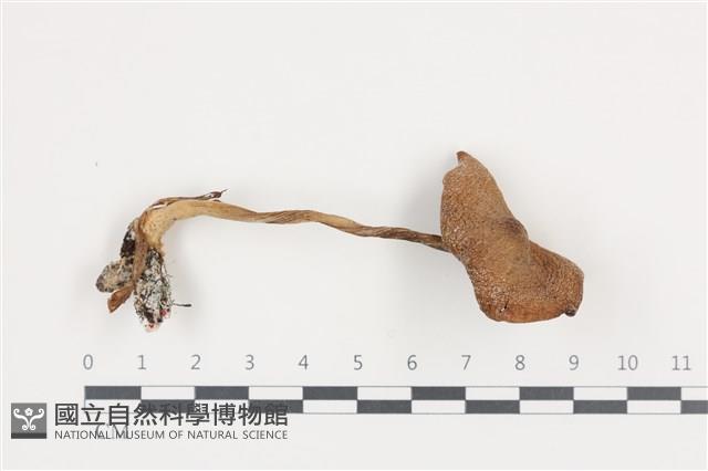 登錄號:F0036408藏品圖，第1張