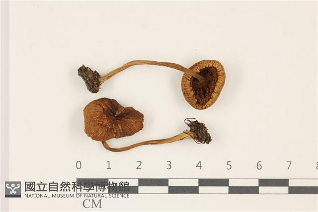 登錄號:F0037408藏品圖，第1張