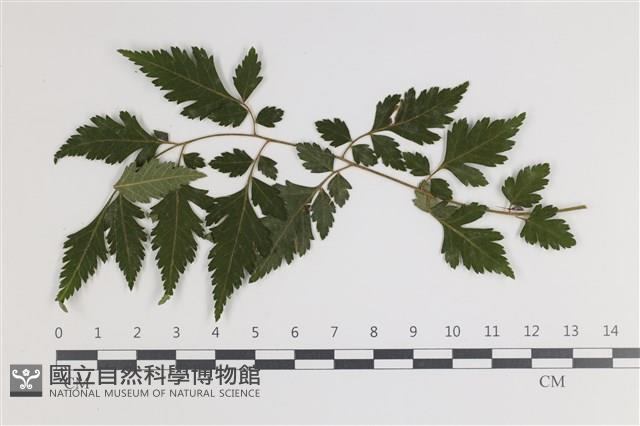 白粉病藏品圖，第1張