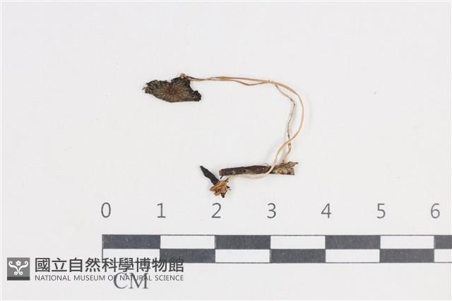 登錄號:F0038708藏品圖，第1張