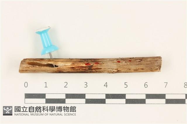 登錄號:F0037708藏品圖，第1張