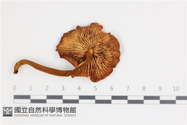 登錄號:F0035708藏品圖，第1張