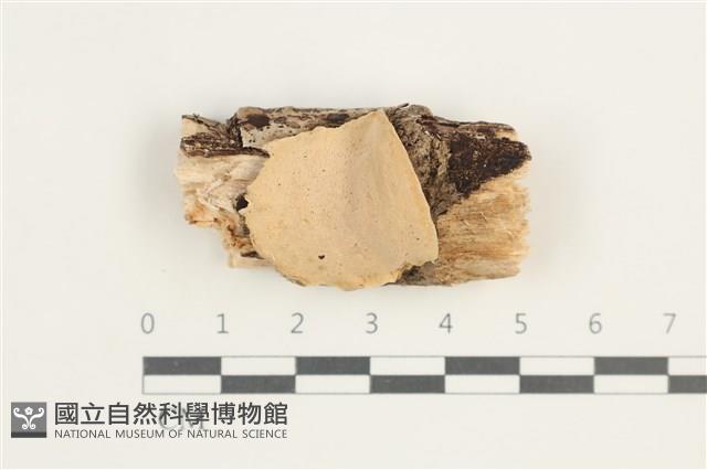 登錄號:F0038508藏品圖，第1張