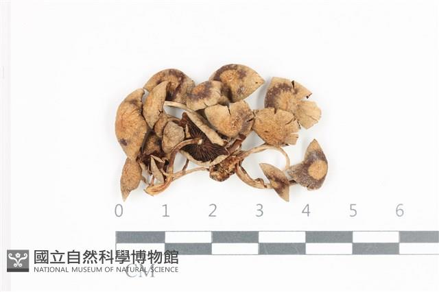 登錄號:F0036508藏品圖，第1張