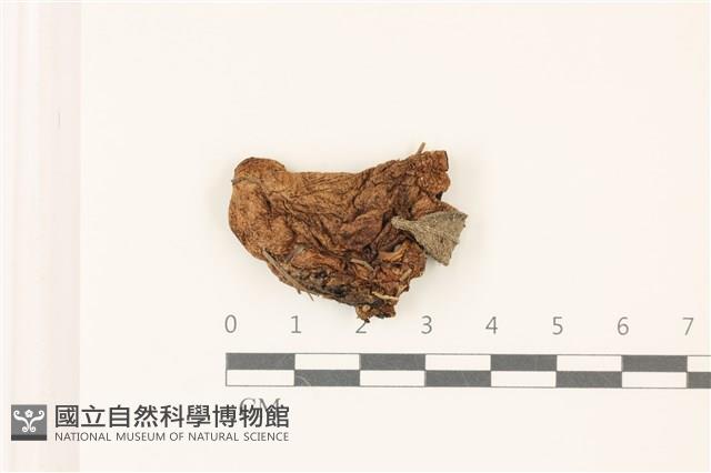 登錄號:F0037508藏品圖，第1張