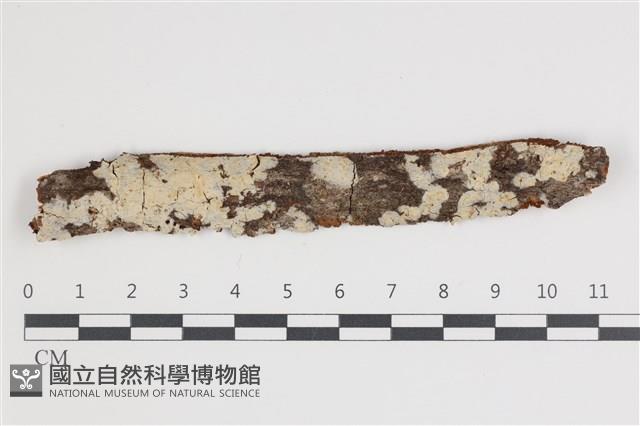 登錄號:F0035508藏品圖，第1張