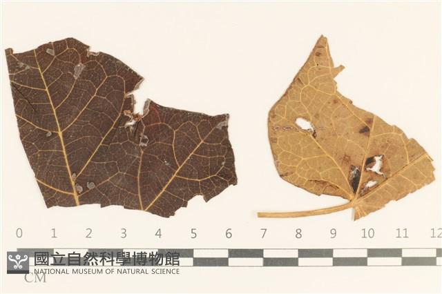 相鄰小孔菌藏品圖，第1張