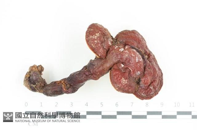 靈芝屬藏品圖，第1張