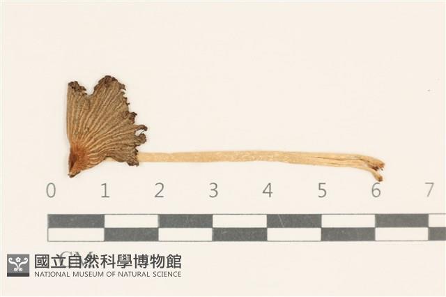 登錄號:F0037108藏品圖，第1張