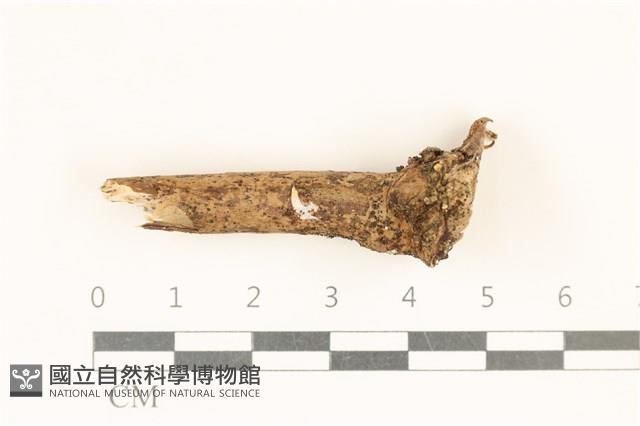 小皮傘屬藏品圖，第1張
