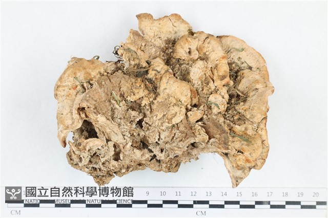 花狀肉齒菌藏品圖，第1張