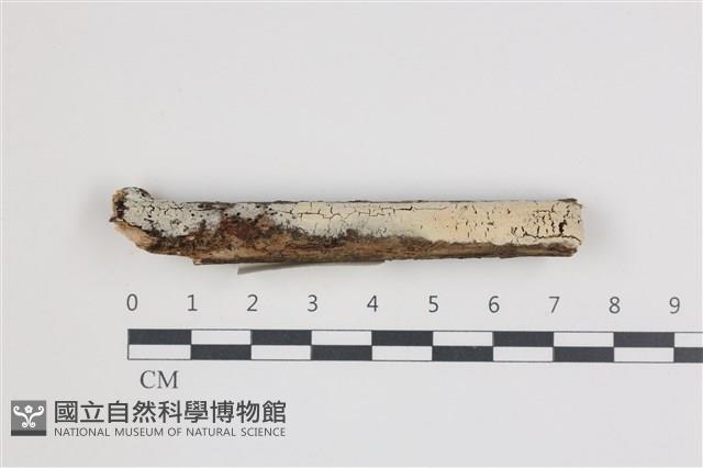登錄號:F0036008藏品圖，第1張