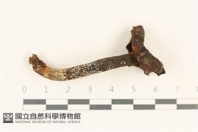 登錄號:F0037008藏品圖，第1張