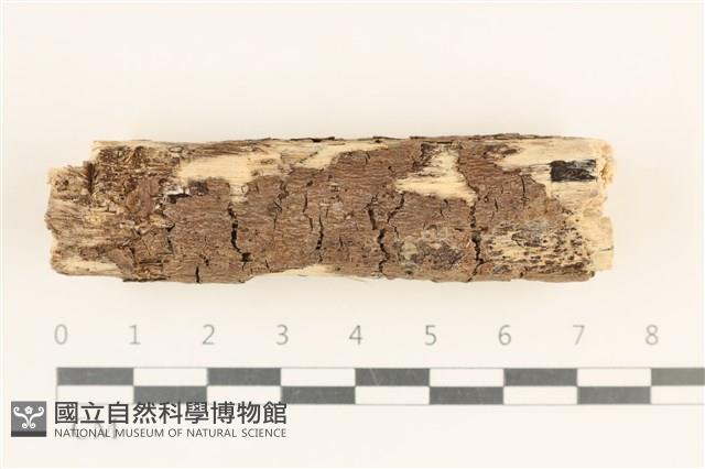 登錄號:F0019008藏品圖，第1張