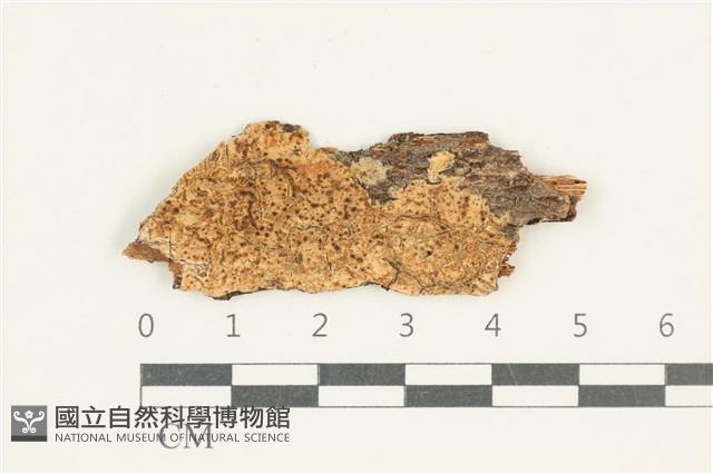 登錄號:F0038308藏品圖，第1張