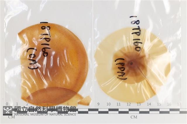登錄號:F0036308藏品圖，第1張