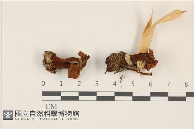集毛菌屬藏品圖，第1張