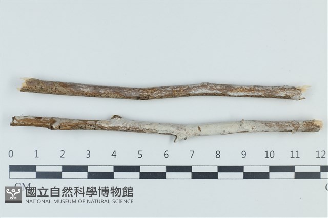 登錄號:F0039308藏品圖，第1張