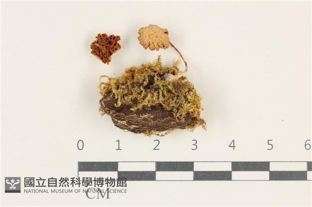 登錄號:F0038218藏品圖，第1張