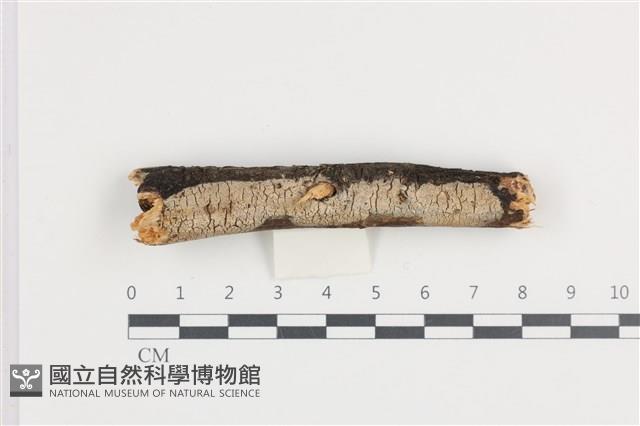 射脈菌屬藏品圖，第1張