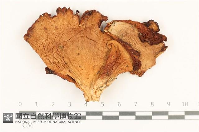 登錄號:F0037218藏品圖，第1張