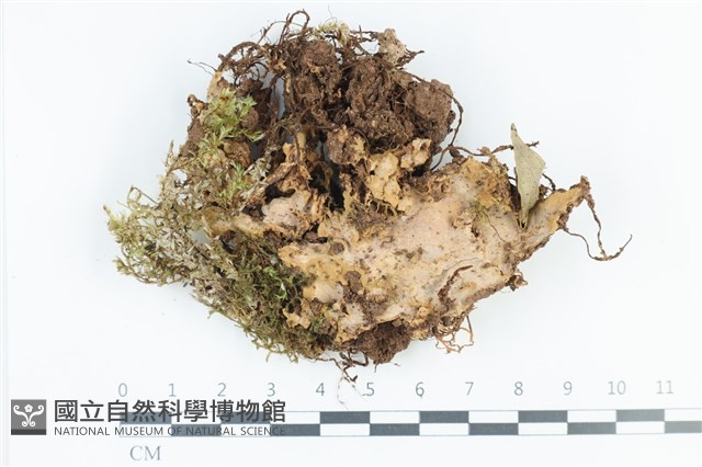 登錄號:F0039218藏品圖，第1張