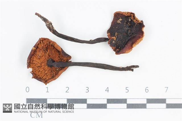 登錄號:F0038818藏品圖，第1張