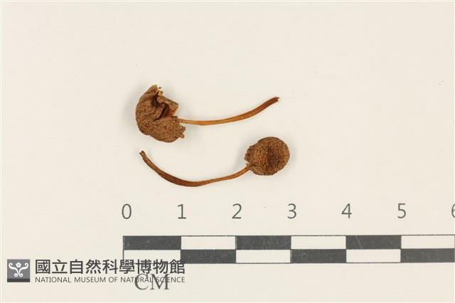 登錄號:F0037818藏品圖，第1張