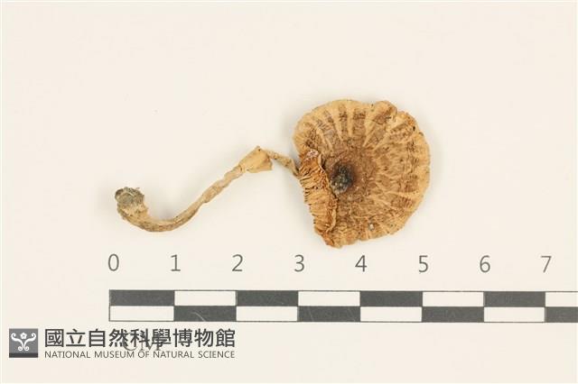 登錄號:F0036918藏品圖，第1張