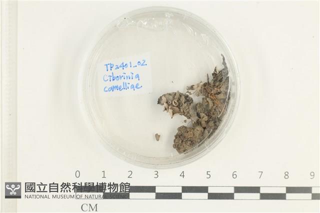 登錄號:F0038618藏品圖，第1張