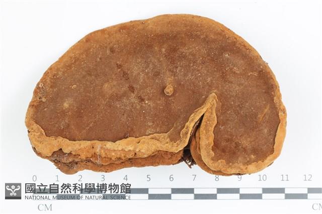 登錄號:F0036618藏品圖，第1張
