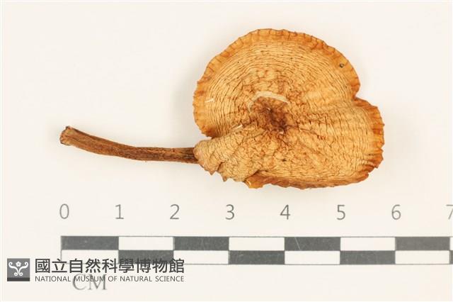 登錄號:F0037618藏品圖，第1張