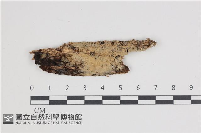 登錄號:F0035618藏品圖，第1張