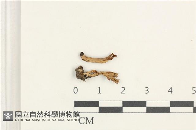 登錄號:F0038418藏品圖，第1張