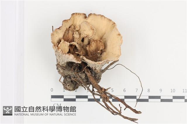 優雅波邊革菌藏品圖，第1張