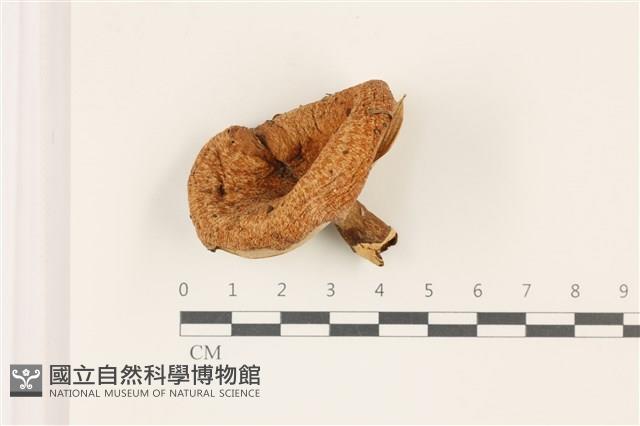 登錄號:F0037418藏品圖，第1張