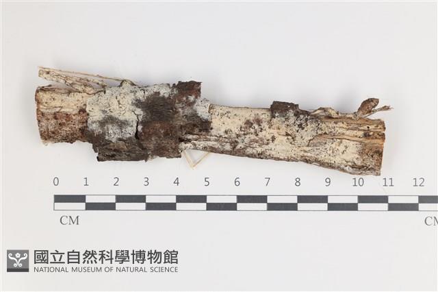 登錄號:F0035418藏品圖，第1張
