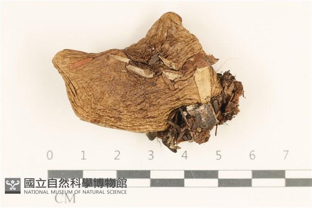 登錄號:F0028718藏品圖，第1張