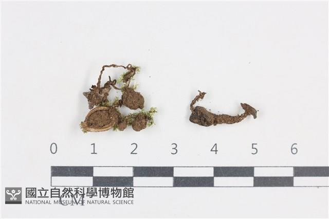 登錄號:F0038718藏品圖，第1張