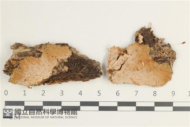 登錄號:F0038518藏品圖，第1張