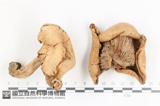 登錄號:F0036518藏品圖，第1張