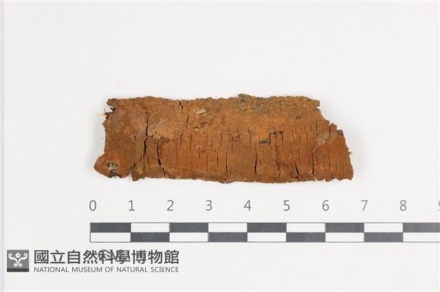 登錄號:F0035518藏品圖，第1張